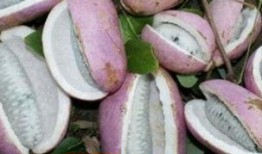 网红吃八月瓜,揭秘神秘果实的独特魅力